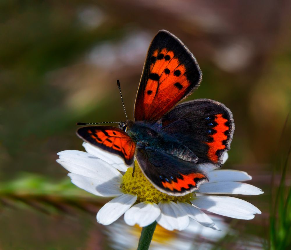 Photograph by Михаил Нижников