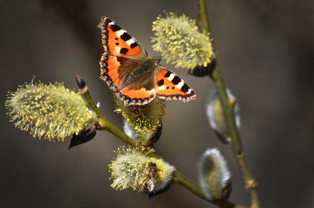 Photograph by Aušrinė Bui