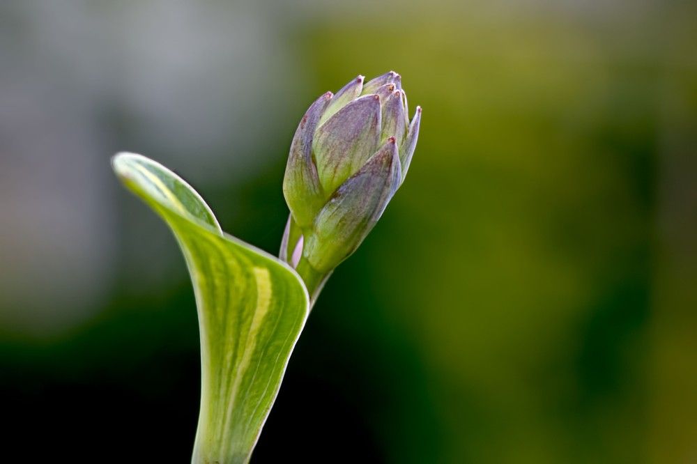 Photograph by A. G. Bisschop