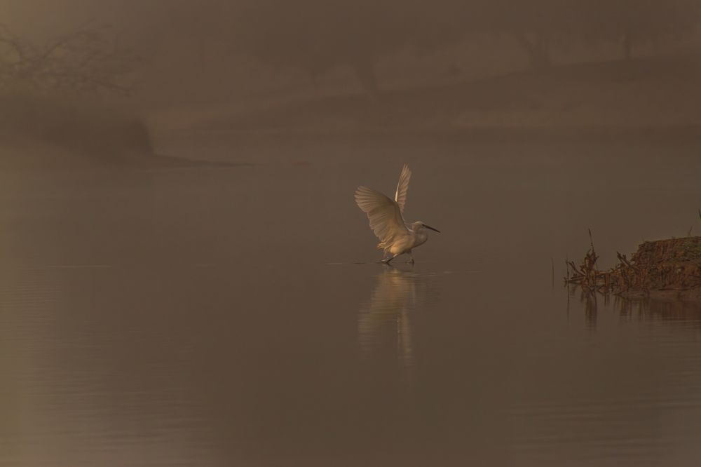 Фотография автора Kirtesh Mahant