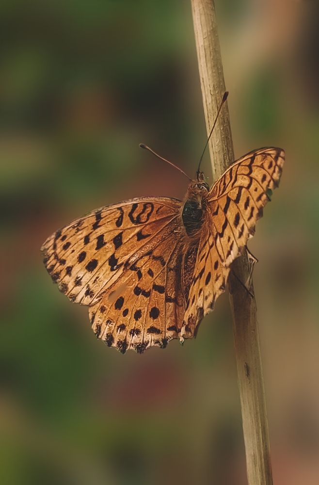 Photograph by Елена (Мори) Кузнецова