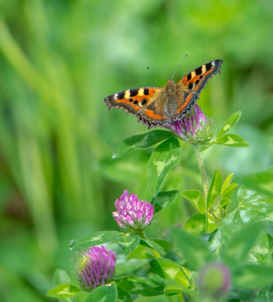Photograph by Manoj Nair