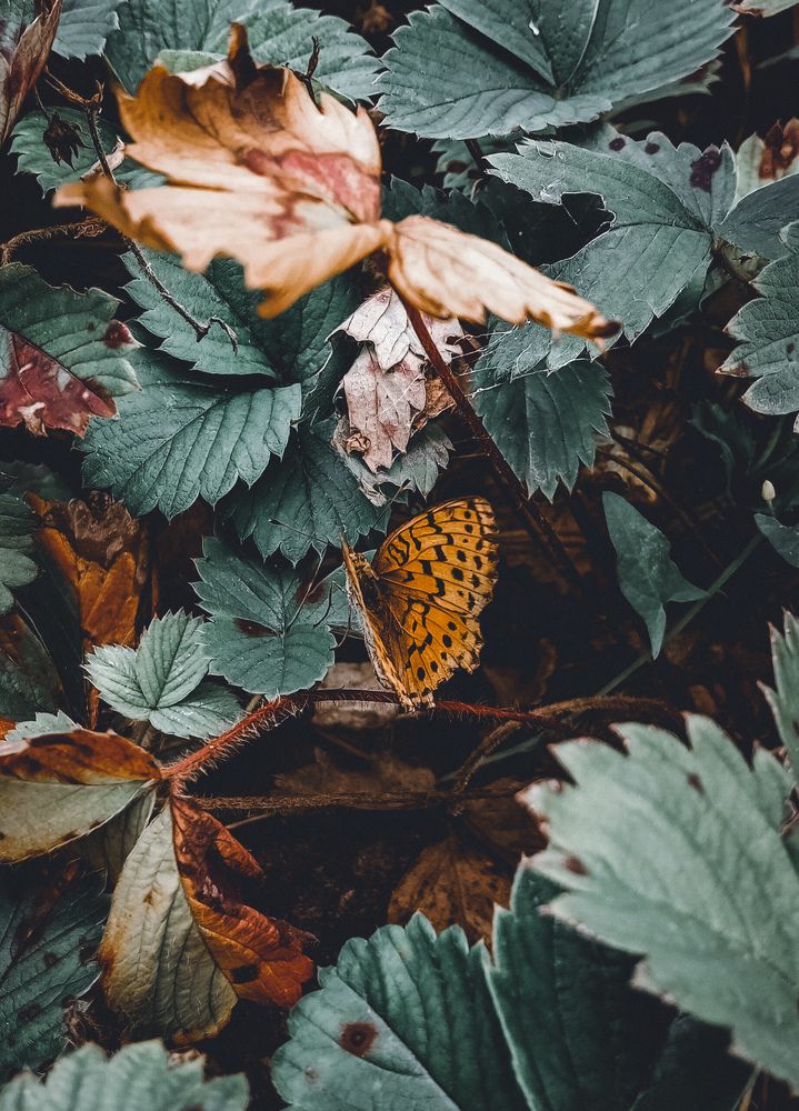 Photograph by Елена (Мори) Кузнецова