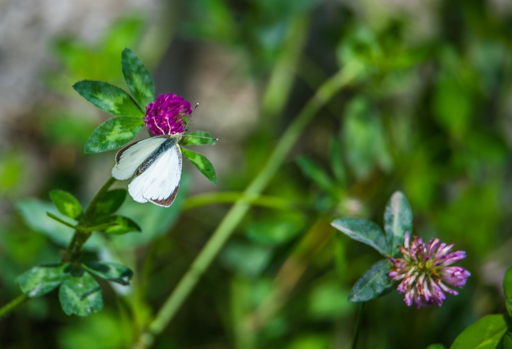 Photograph by Manoj Nair