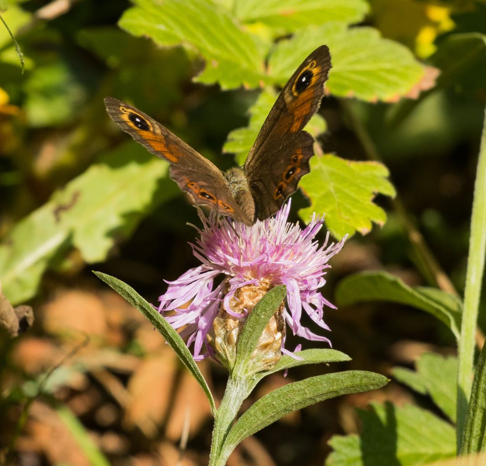 Photograph by Олег Башкуров