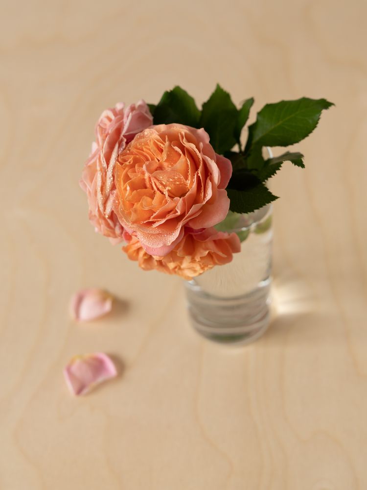 Оммаж. Роза. Врубель