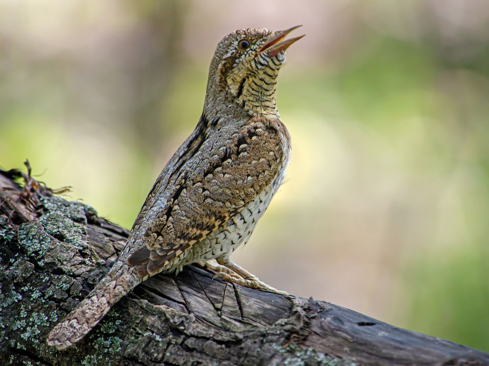 Photograph by Оксана Маховская