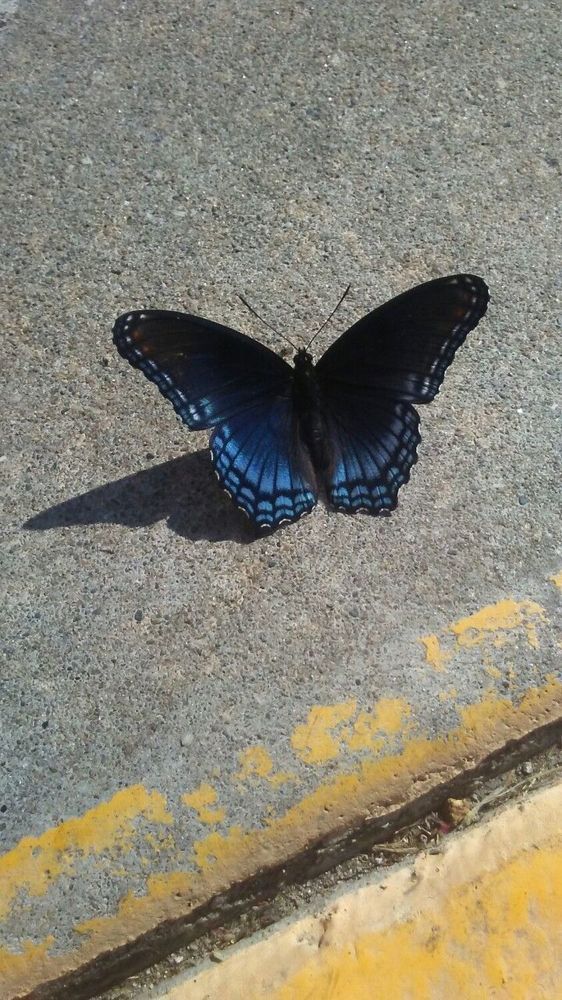 Фотография автора Lina Denisowa