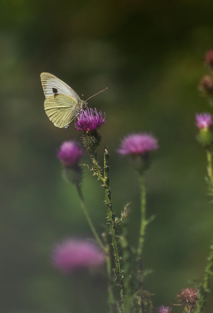 Фотография автора Panagiotis Anastopoulos