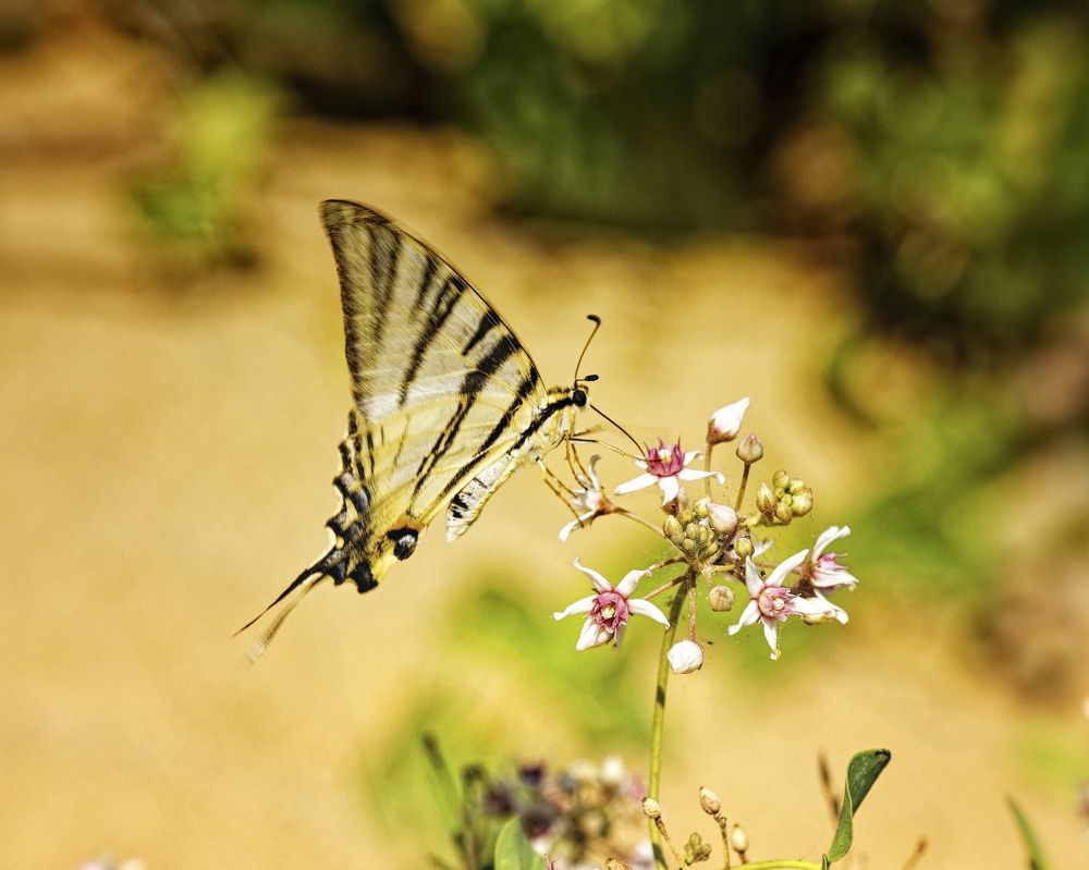 Photograph by Сергей Аллагулов