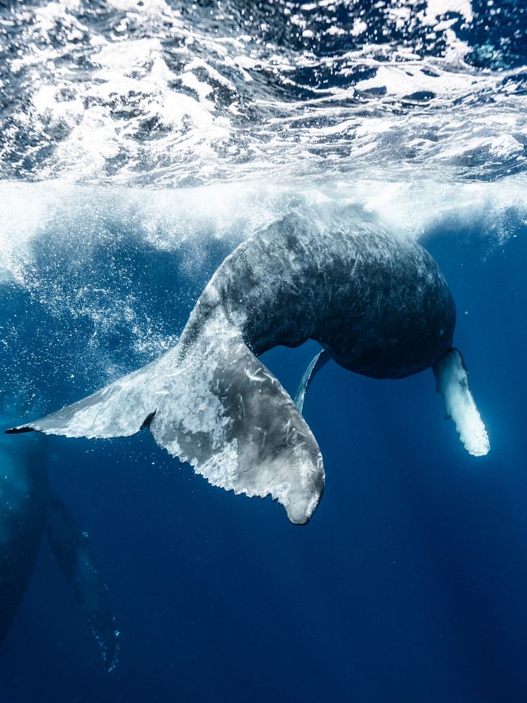 Whale's tail