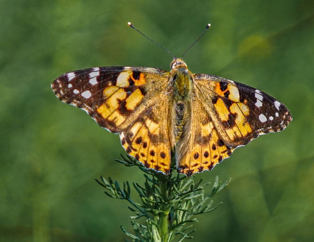 Photograph by Владимир Орлов