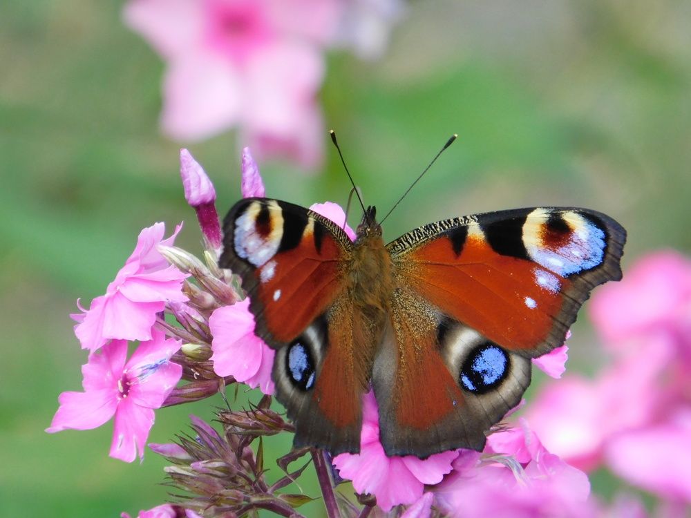 Photograph by Светлана Филимонова
