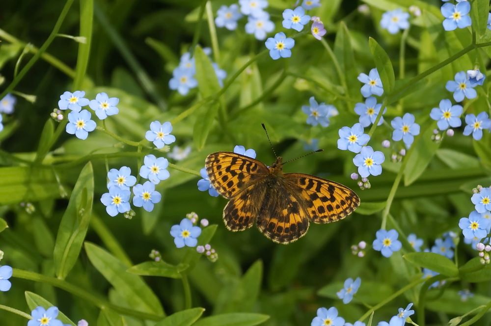 Photograph by Ольга Воронова