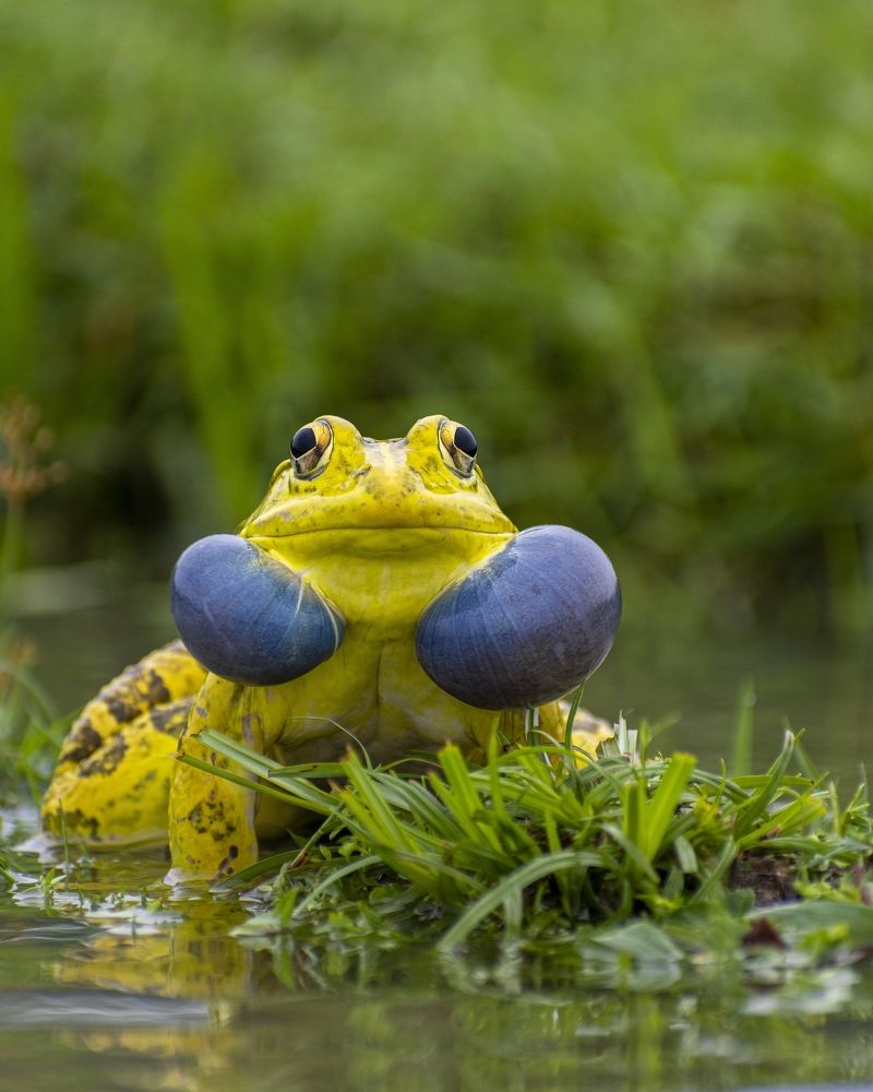 Photograph by Äddî Biswas