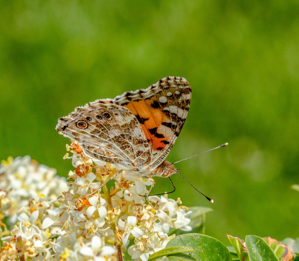 Photograph by Владимир Самосватов