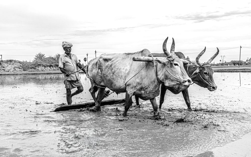 Photograph by Zinda Shaik Mohideen M