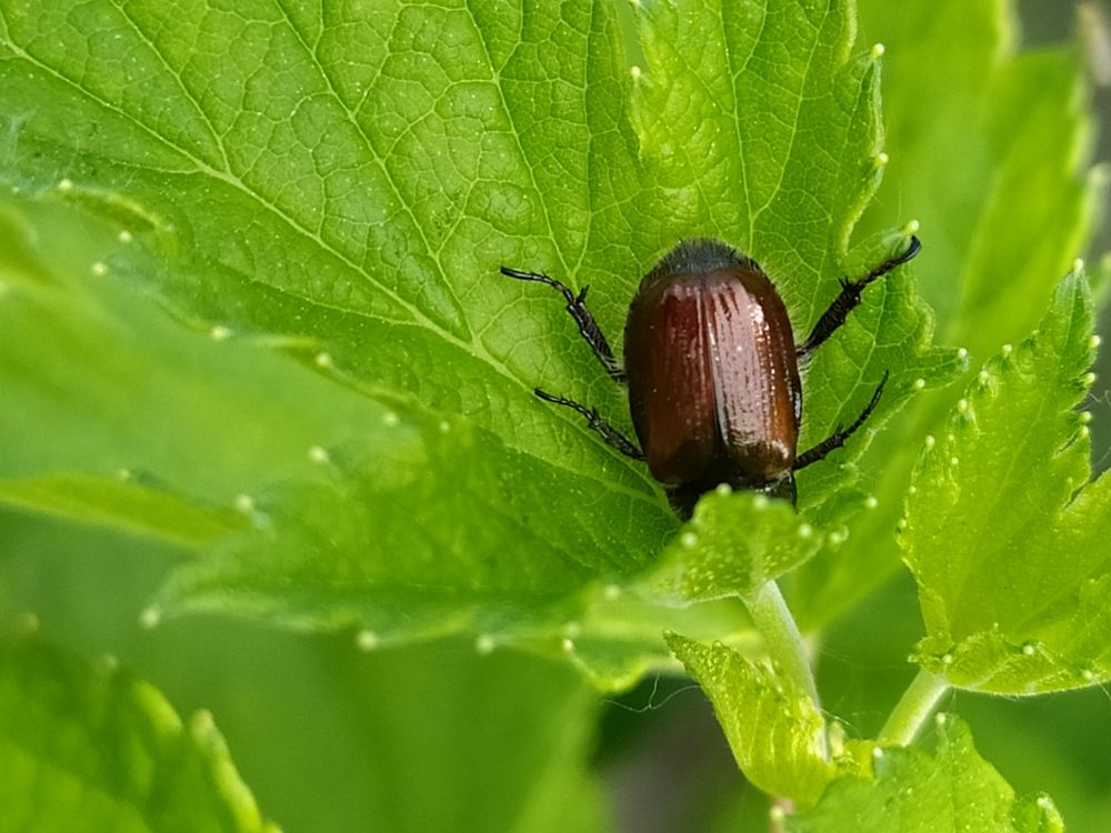 Жук в смородине
