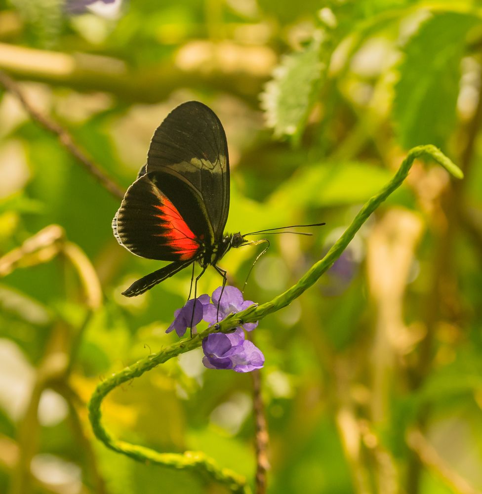 Дом бабочек.