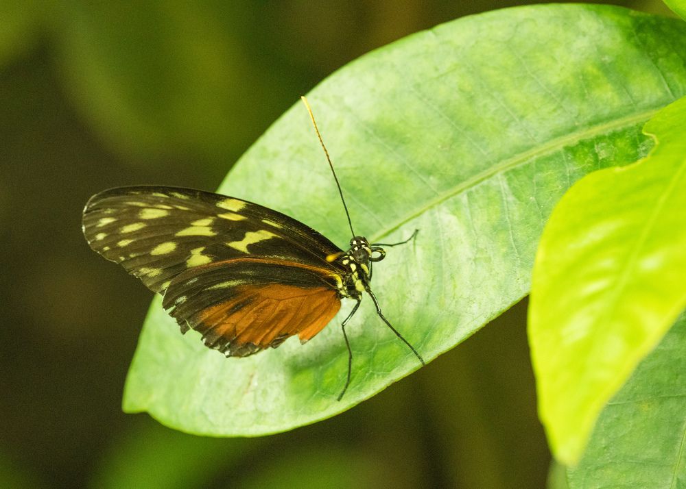 Дом бабочек.