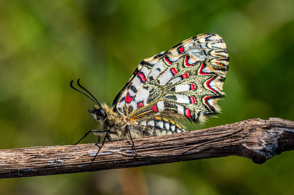 Photograph by Francisco José López Fernández
