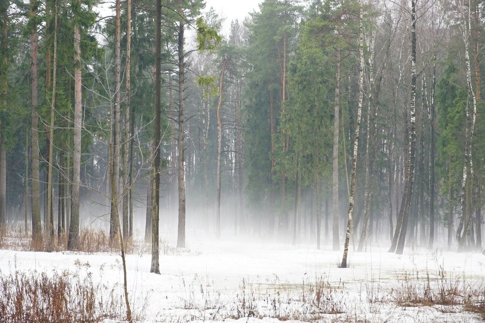 Photograph by Елена Никонова