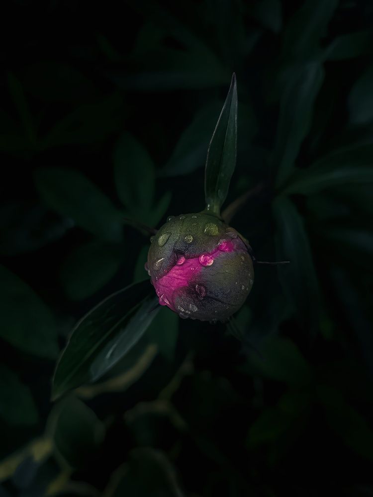 Бутон пиона после дождя