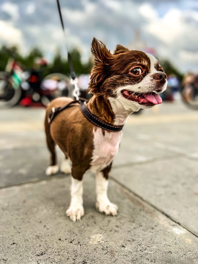 Фотография автора Анастасия Никифорова