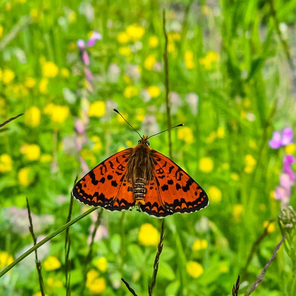 Photograph by Ронжин Дмитрий