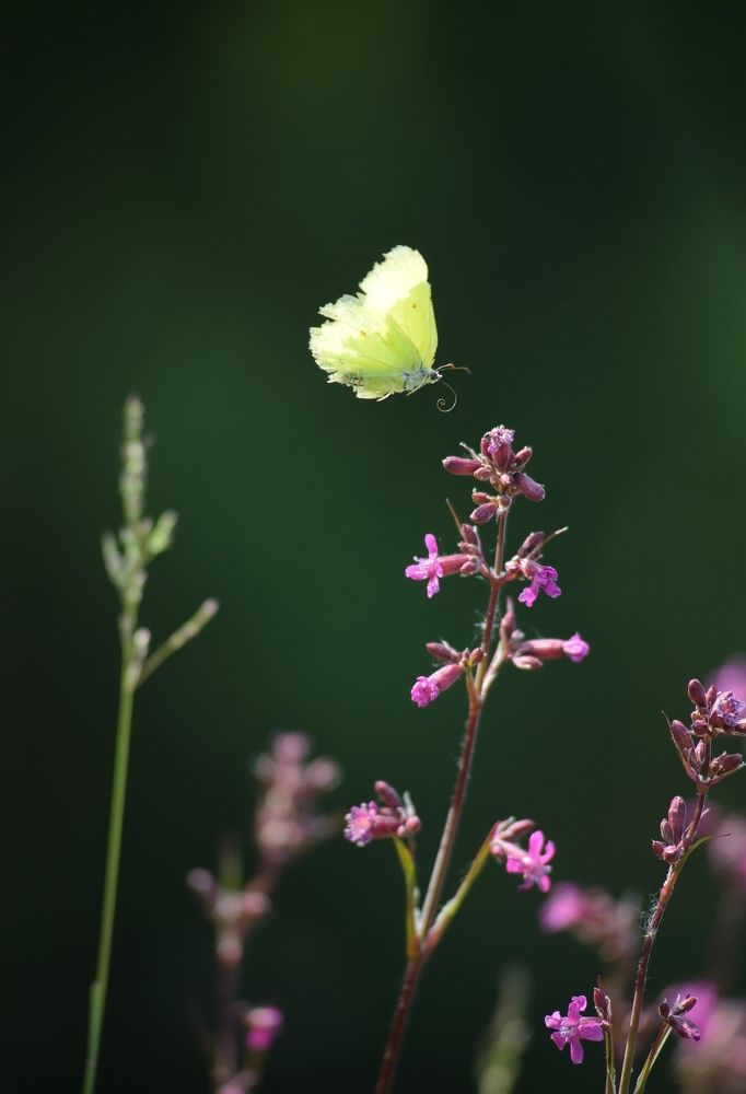 Photograph by Алексей Филатов