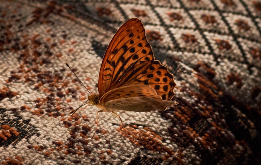 Photograph by Inna Tatarchenko