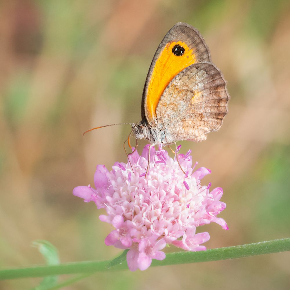 Photograph by Luigi Greco