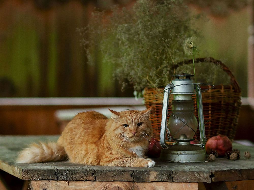 Вечер в деревне
