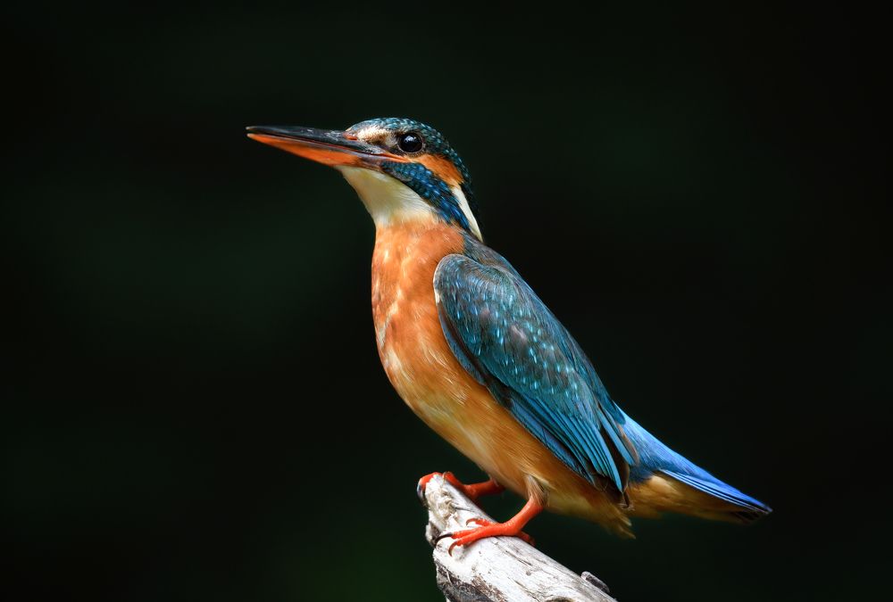 Зимородиха