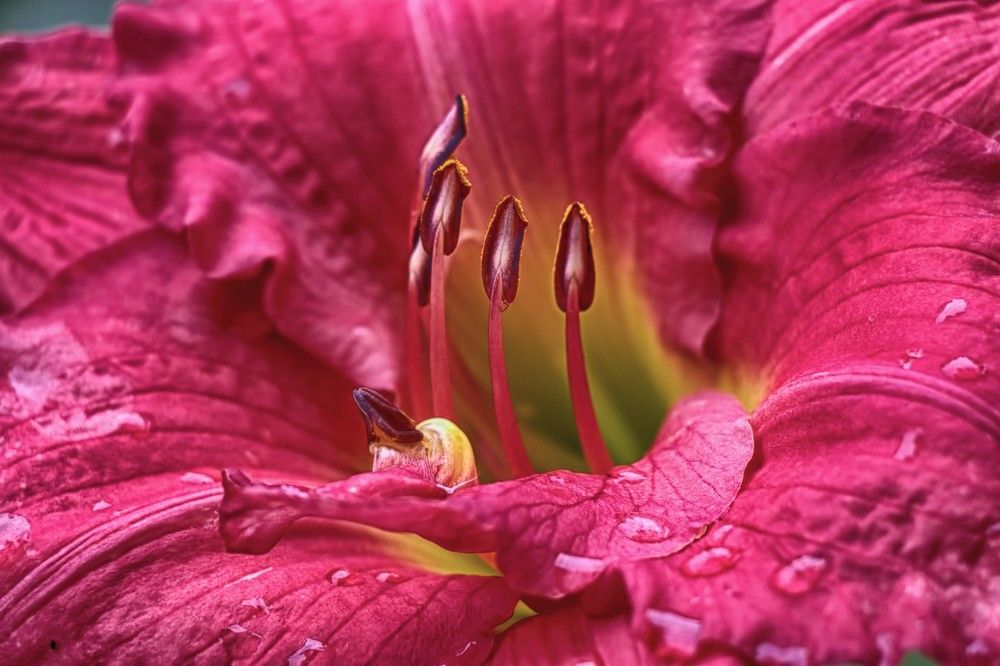 Photograph by A. G. Bisschop