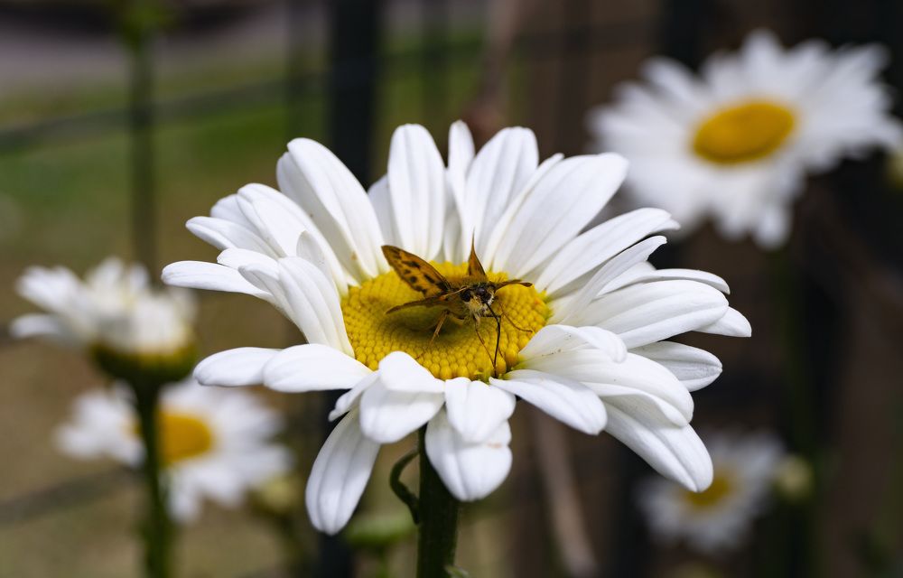 Фотография автора Doralisa Romero