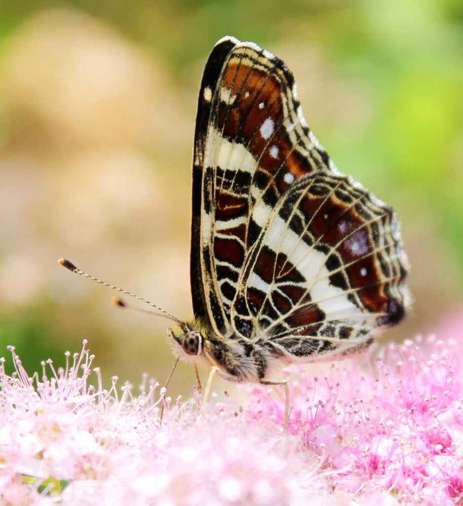 Photograph by Юлия Сахарова