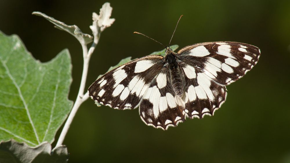 Photograph by Александр