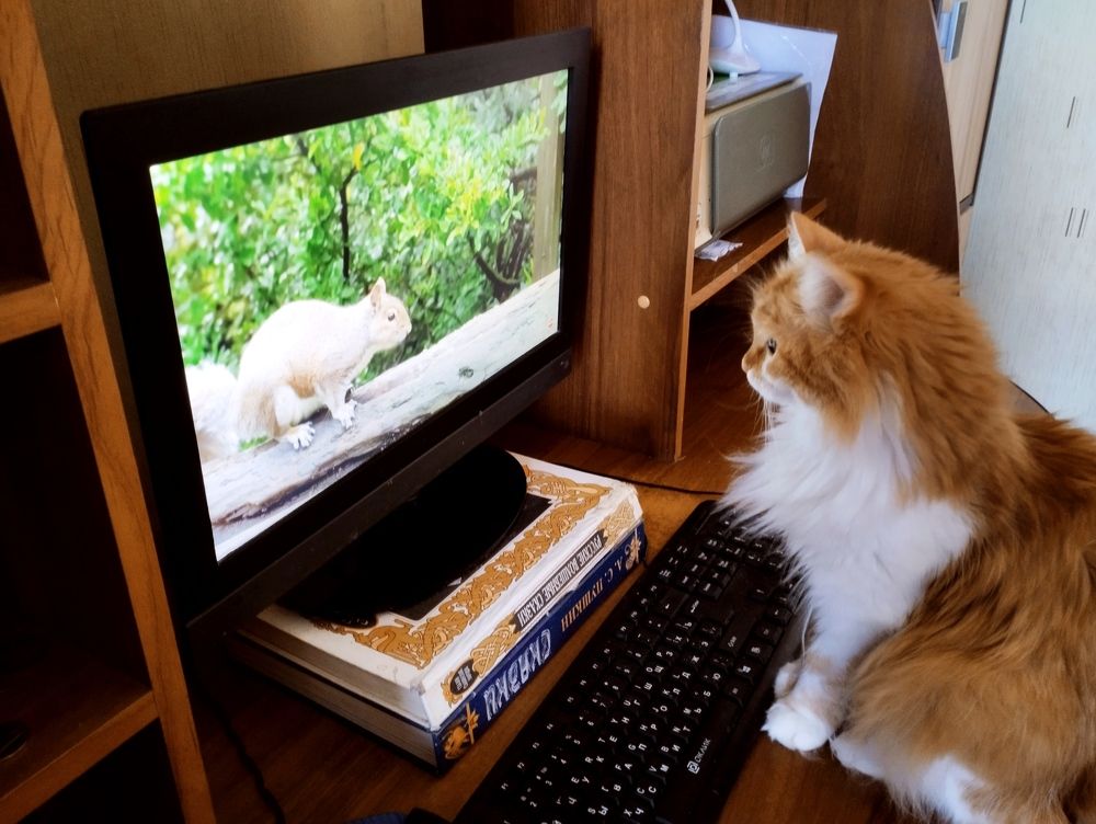 В мире животных.