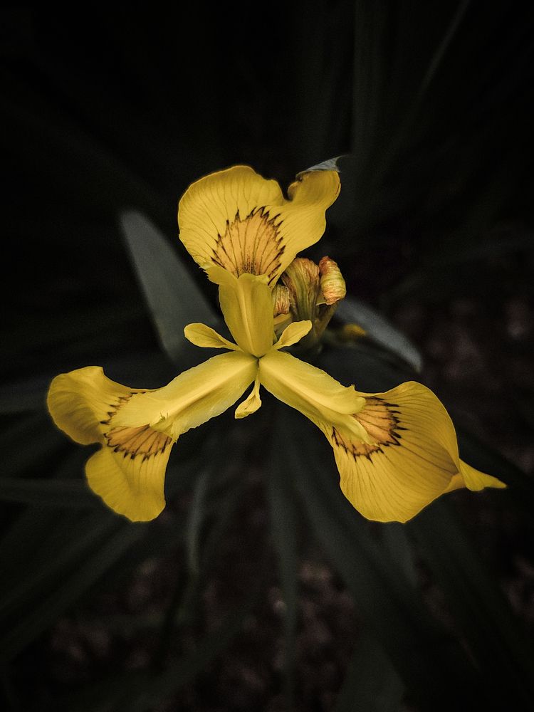 Речная лилия