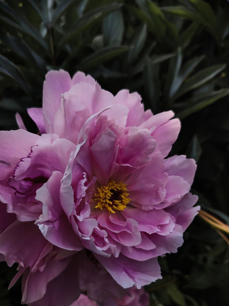 Photograph by Аксиния Михеева