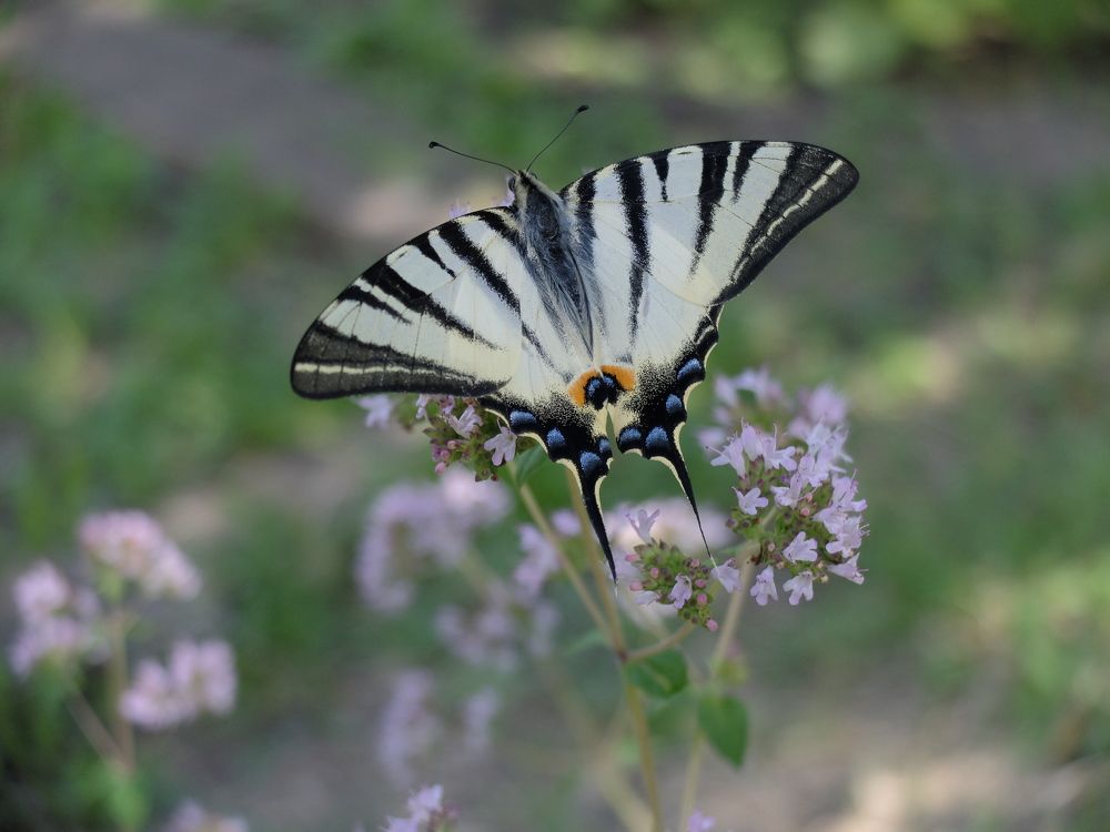 Photograph by ,Бурова Лариса