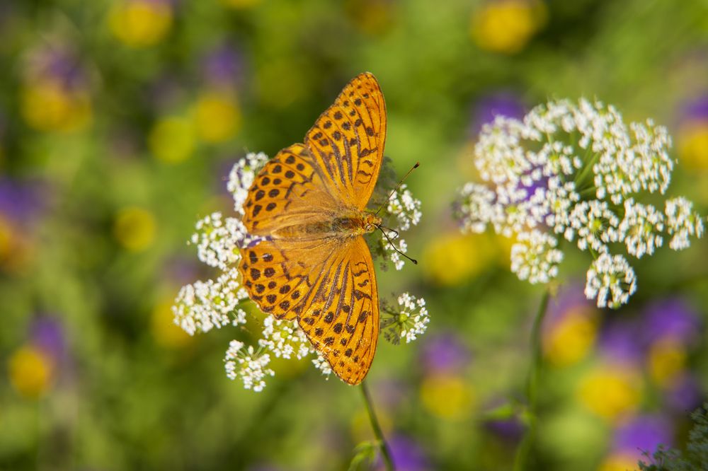 середина июля