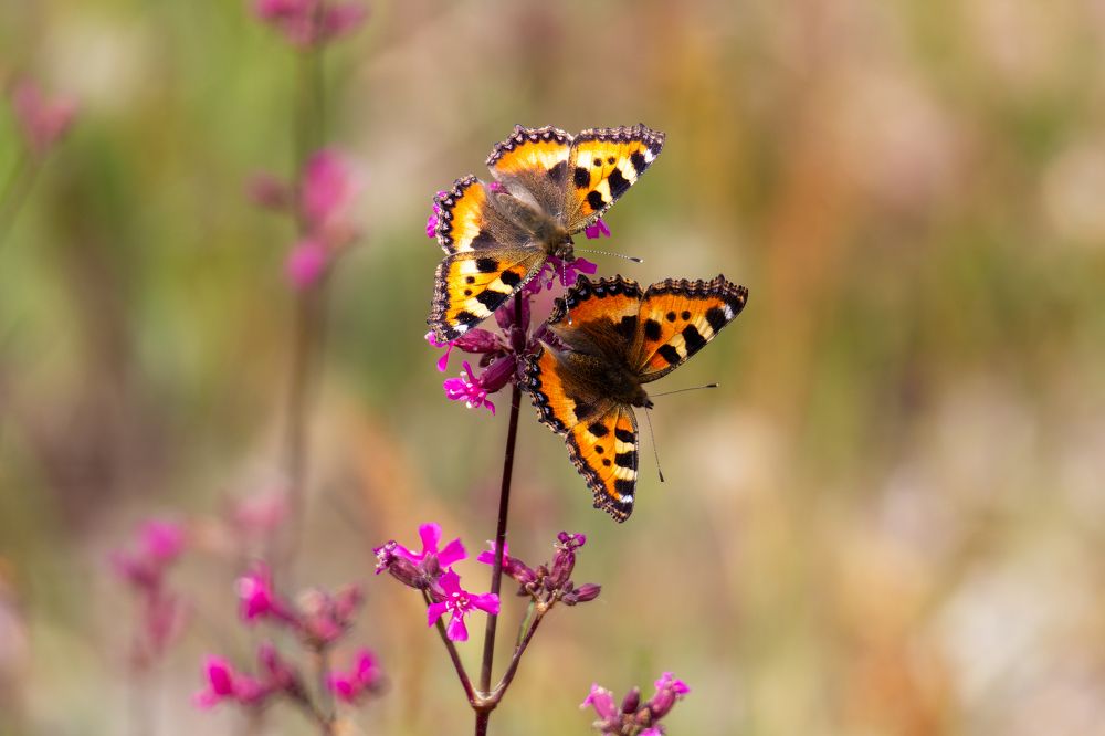 Photograph by Екатерина Нестерова