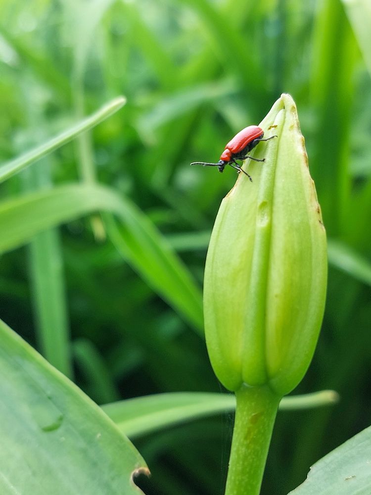 Photograph by Ника К