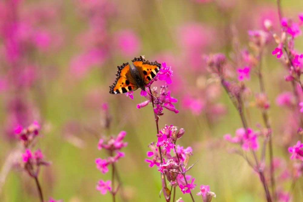 Photograph by Екатерина Нестерова