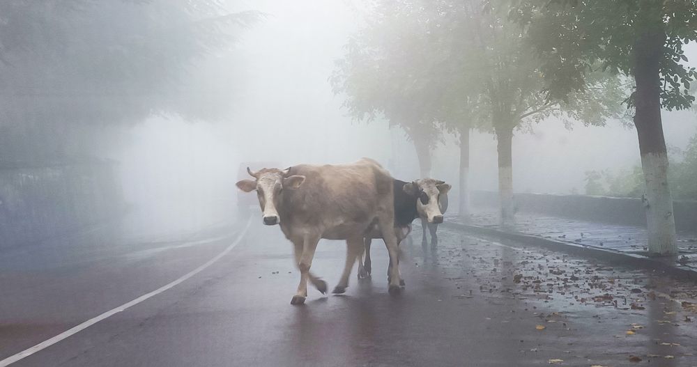 Photograph by Alex Kalpus