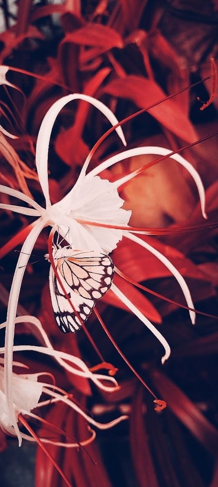 Photograph by LAKSHMI PRIYA R