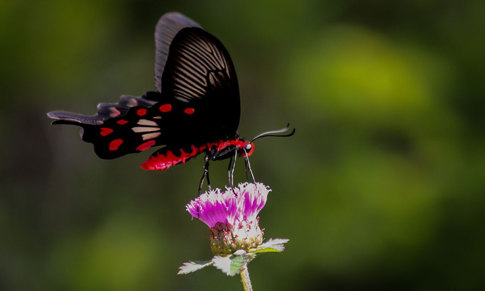 Фотография автора Sanjay Danait