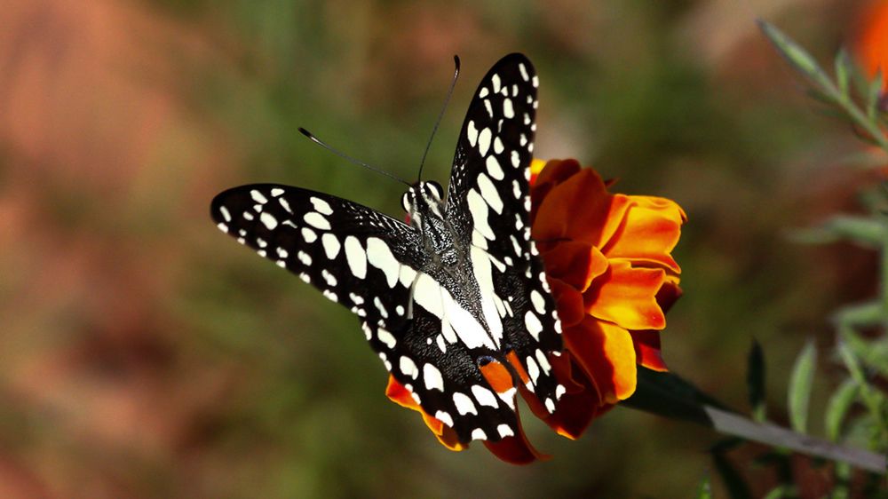 Photograph by Sanjay Danait